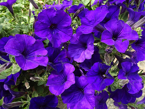 PÉTUNIA - COBALT BLUE