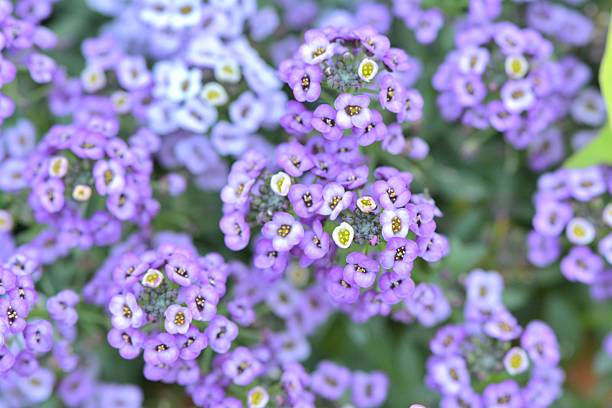ALYSSUM BLEU