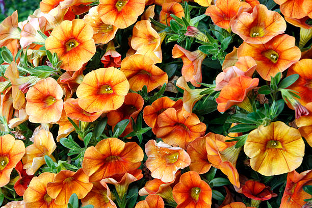 CALIBRACHOA - ORANGE