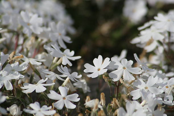 PHLOX - BLANC