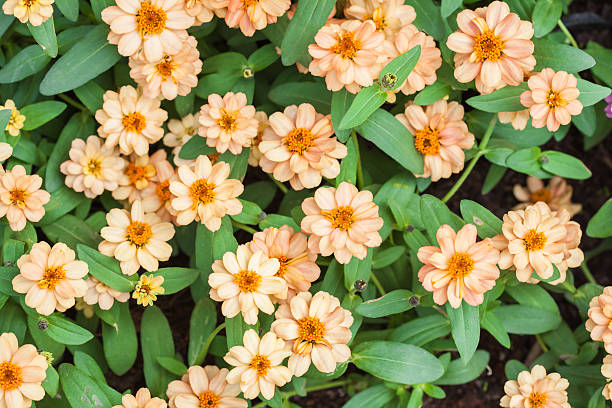 ZINNIA PROFUSION - DB SALMON