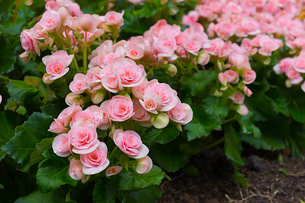 BEGONIA RIEGER - ROSE