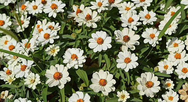 ZINNIA PROFUSION - WHITE