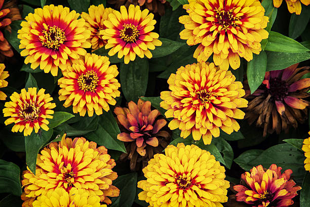 ZINNIA ZESTY - YELLOW FLAME