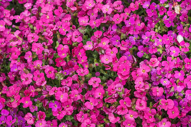 GYSOPHILIA - GYPSY DEEP ROSE