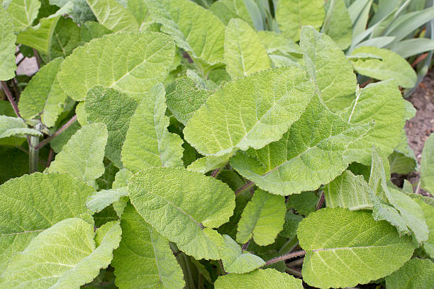 SAUGE À GRANDES FEUILLES