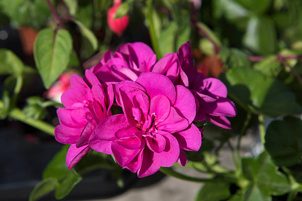 GERANIUM ZONAL - FUCHSIA