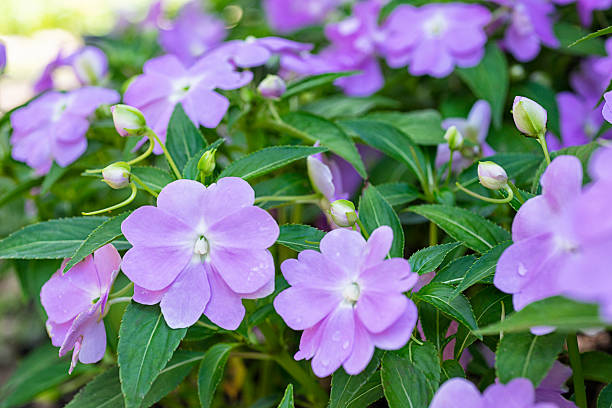 IMPATIENS NOUVELLE GUINÉE - BLEU