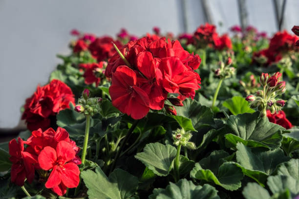 GERANIUM ZONAL - ROUGE