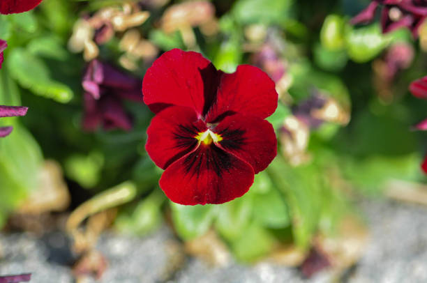 PENSÉE - ROUGE A MACULE