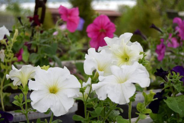 PÉTUNIA MULTI - BLANC