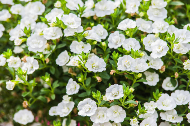 CALIBRACHOA - DOUBLE BLANC