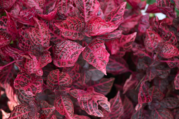 IRESINE - BLAZIN ROSE