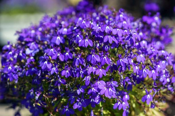 LOBELIA CASCADE - BLEU FONCÉ