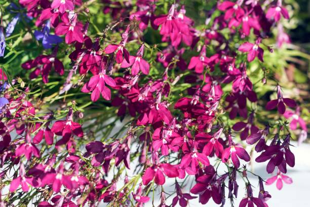 LOBELIA CASCADE - ROSE