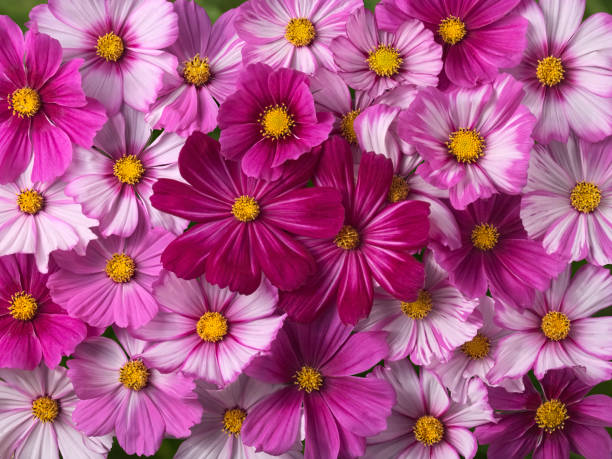 COSMOS SONATA - MELANGE