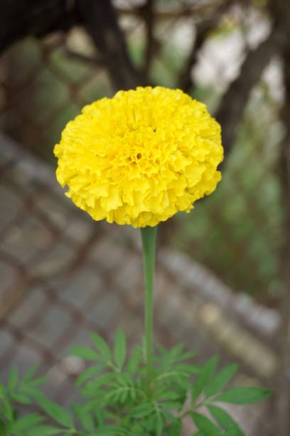 MARIGOLD - LONG JAUNE