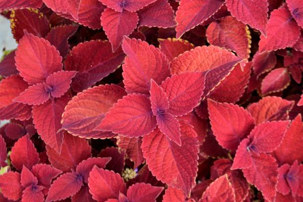 COLEUS ROUGE