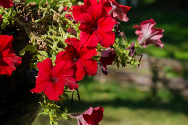 PÉTUNIA EASY WAVE - RED