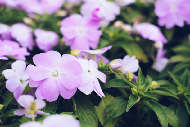 IMPATIENS NOUVELLE GUINÉE - LAVENDER