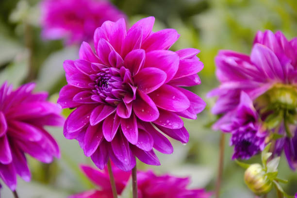 DAHLIA VIOLET