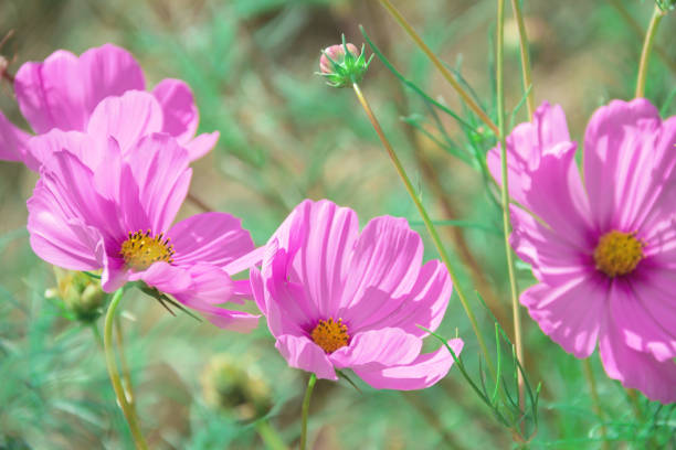 COSMOS SONATA - CARMINE