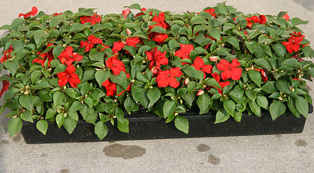 IMPATIENS BEACON - BRIGHT RED