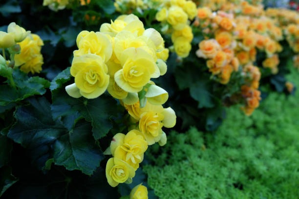 BEGONIA TUBEREUX - JAUNE