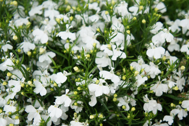 LOBELIA - BLANC