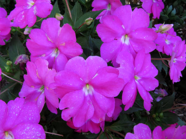 SUNPATIENS COMPACT - PURPLE