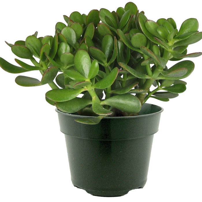 jade plante CRASSULA OVATA – Centre Jardin Cloutier