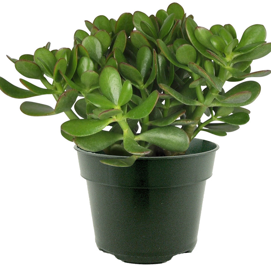 CRASSULA OVATA
