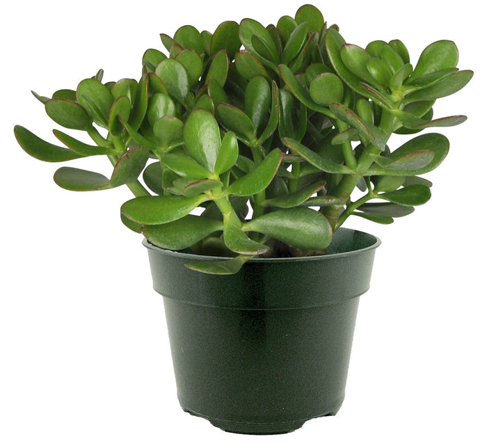 CRASSULA OVATA