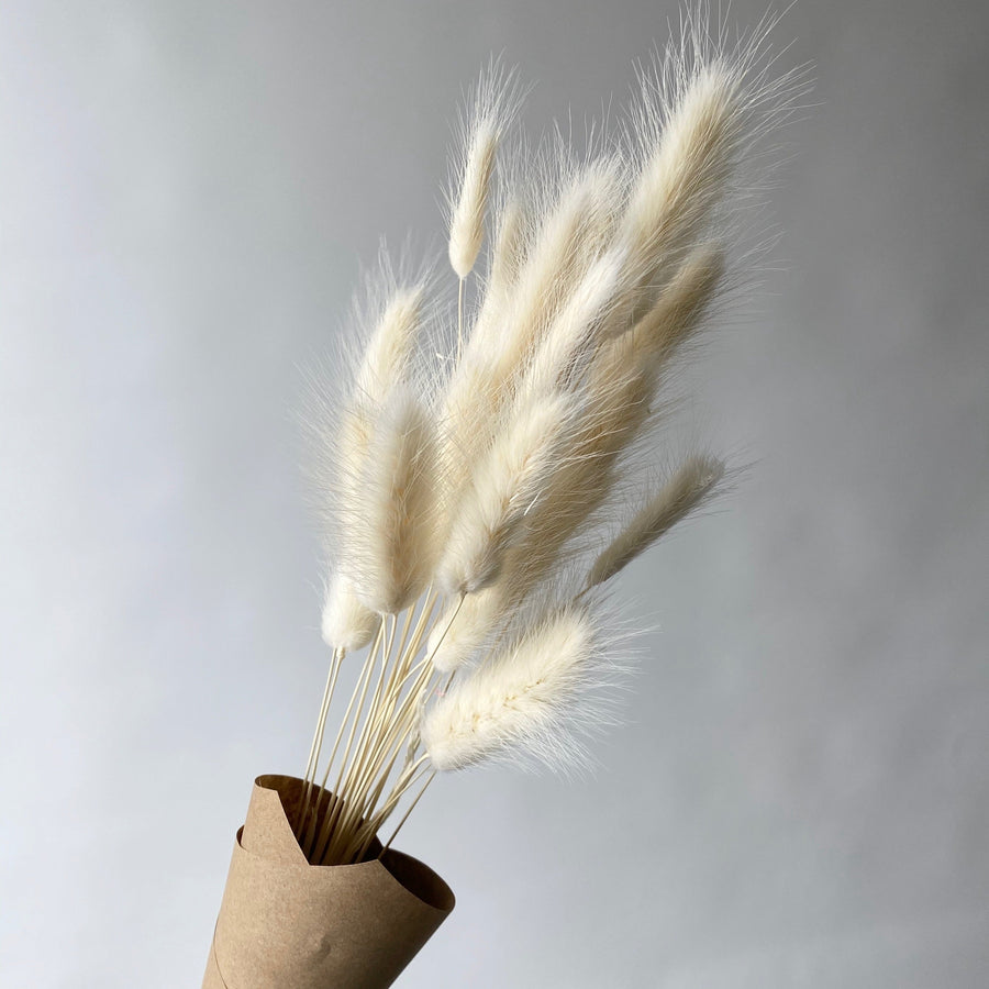 LAGURUS BLANCS