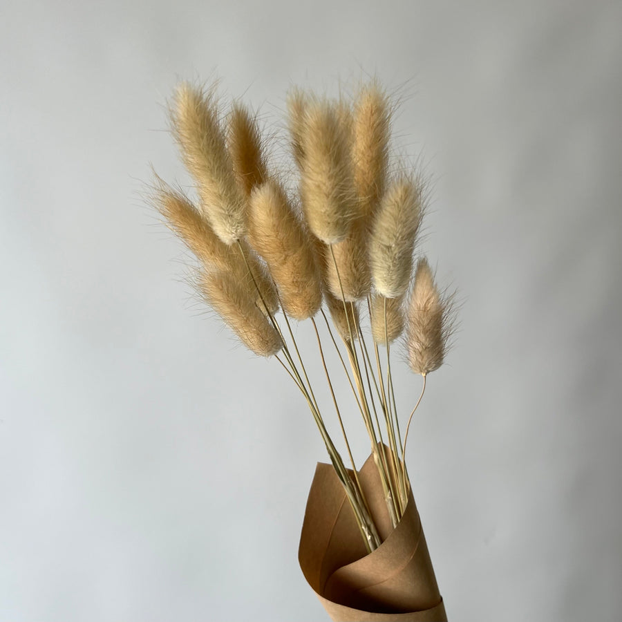 NATURAL LAGURUS