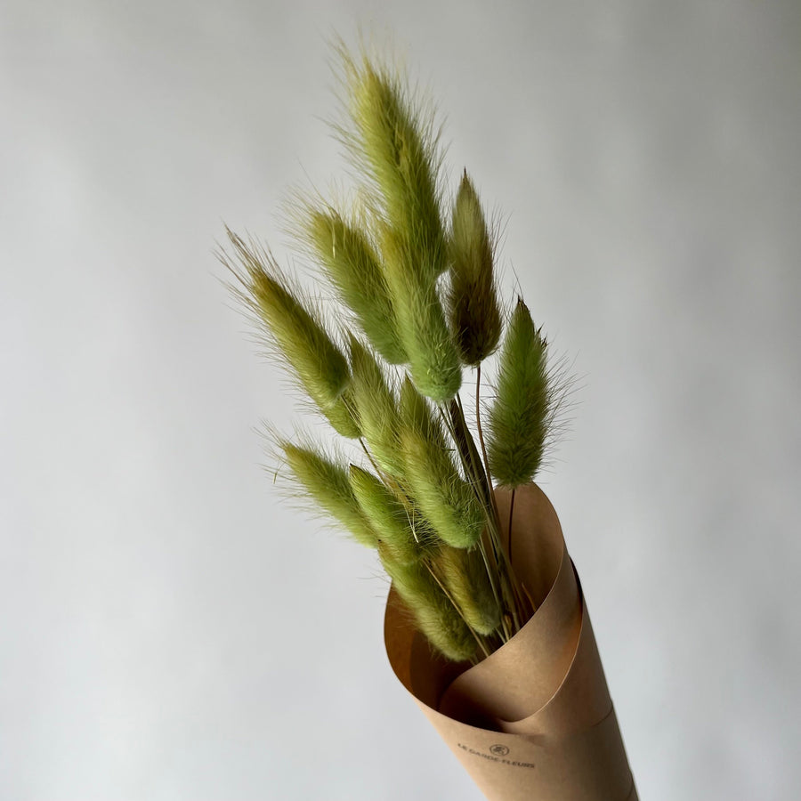 GREEN LAGURUS