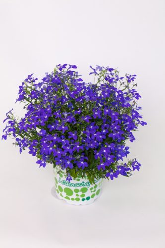 LOBELIA HOTPOT - DARK BLUE