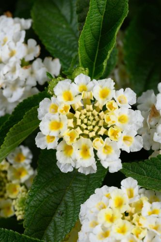 LOBELIA HOTPOT - WHITE