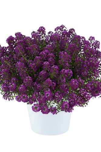 LOBULARIA STREAM - COMPACT PURPLE