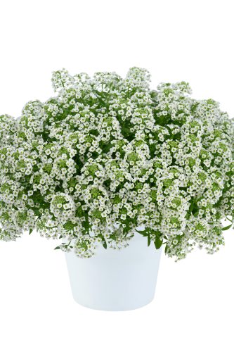 LOBULARIA STREAM - COMPACT WHITE