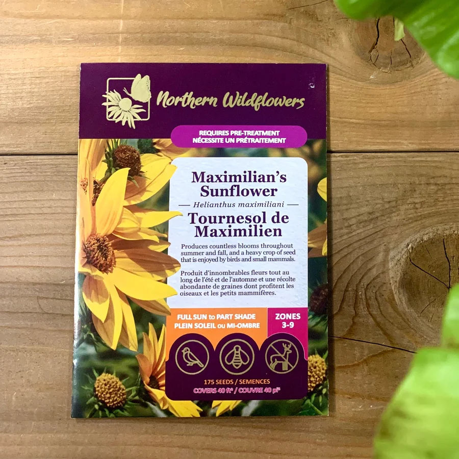 FLERUS SEEDS: MAXIMILIAN SUNFLOWER