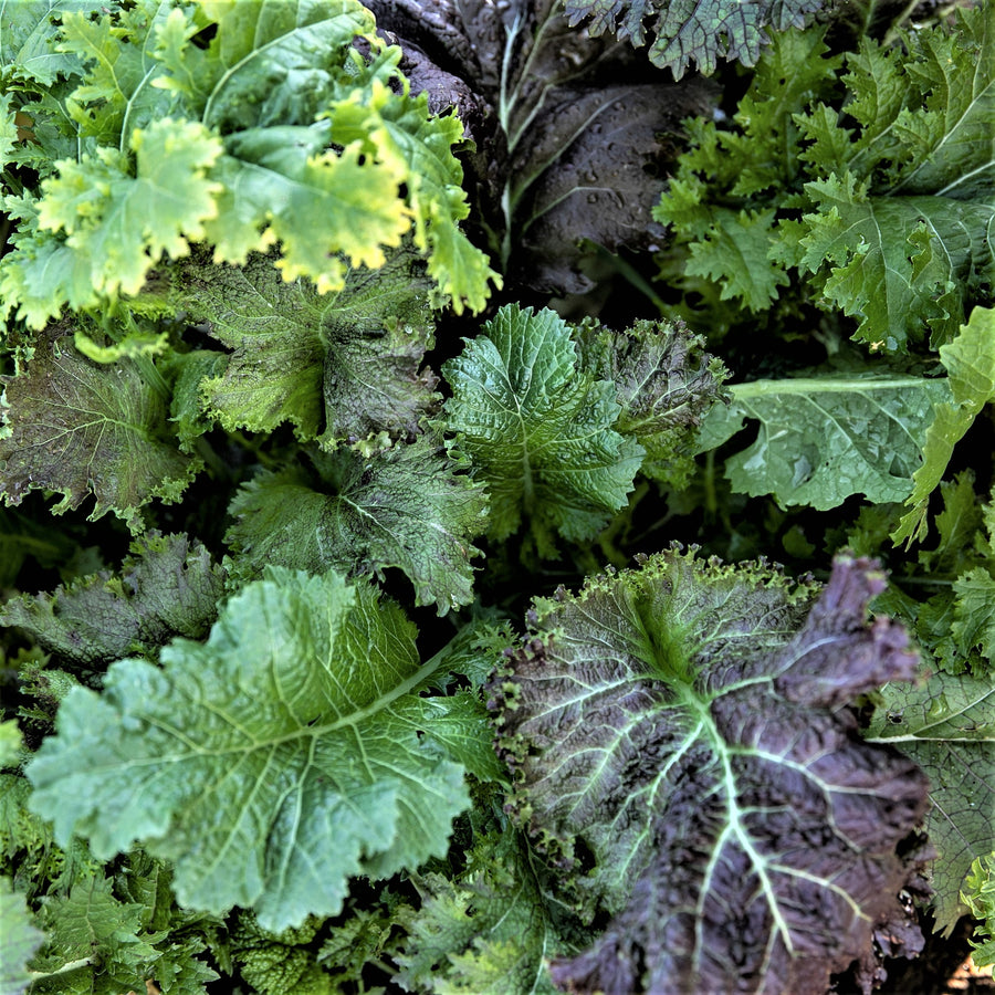 SEMENCES BIOLOGIQUES: MESCLUN DE MOUTARDES PIQUANTES