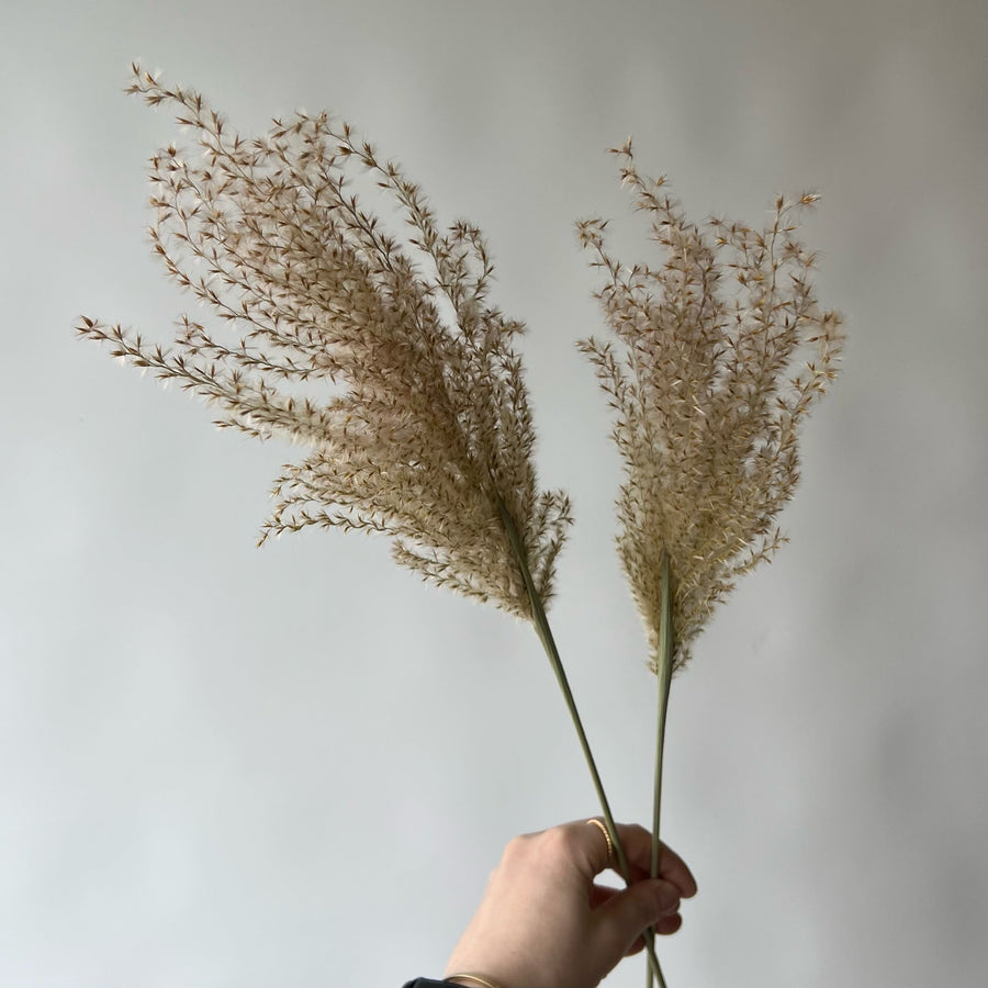 MISCANTHUS