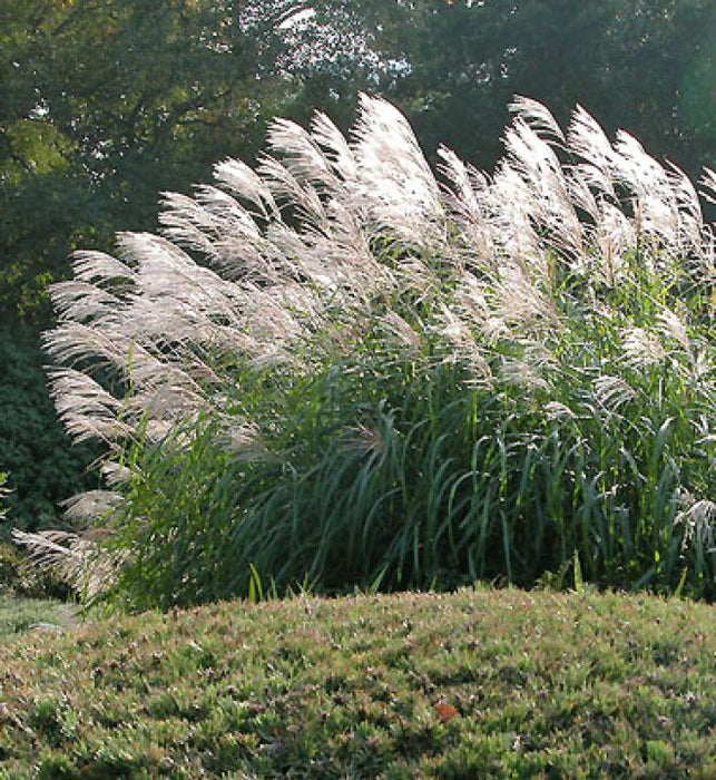 MISCANTHUS SINENSIS - SILBERFEDER
