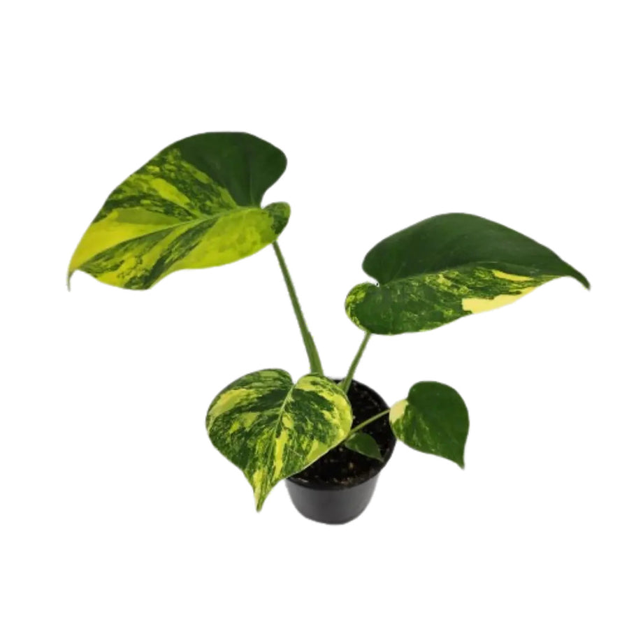 MONSTERA - AUREA