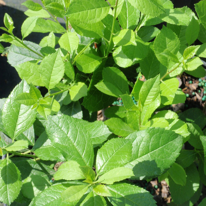 ILEX VERTICILLATA MR. POPPINS - FARROWMRP