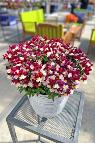 NEMESIA ESCENTIAL - CHERRYBERRY