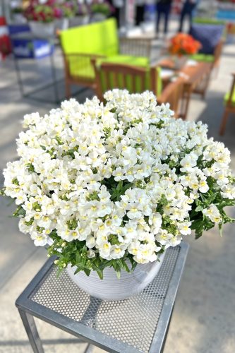 NEMESIA ESCENTIAL - SNOWBERRY