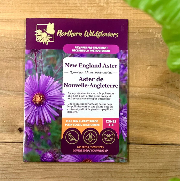 SEMENCES DES FLERUS: ASTER DE NOUVELLE - ANGLETERRE