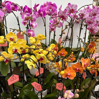 PHALAENOPSIS - ORCHIDEE PAPILLON / CACHE POT CERAMIQUE